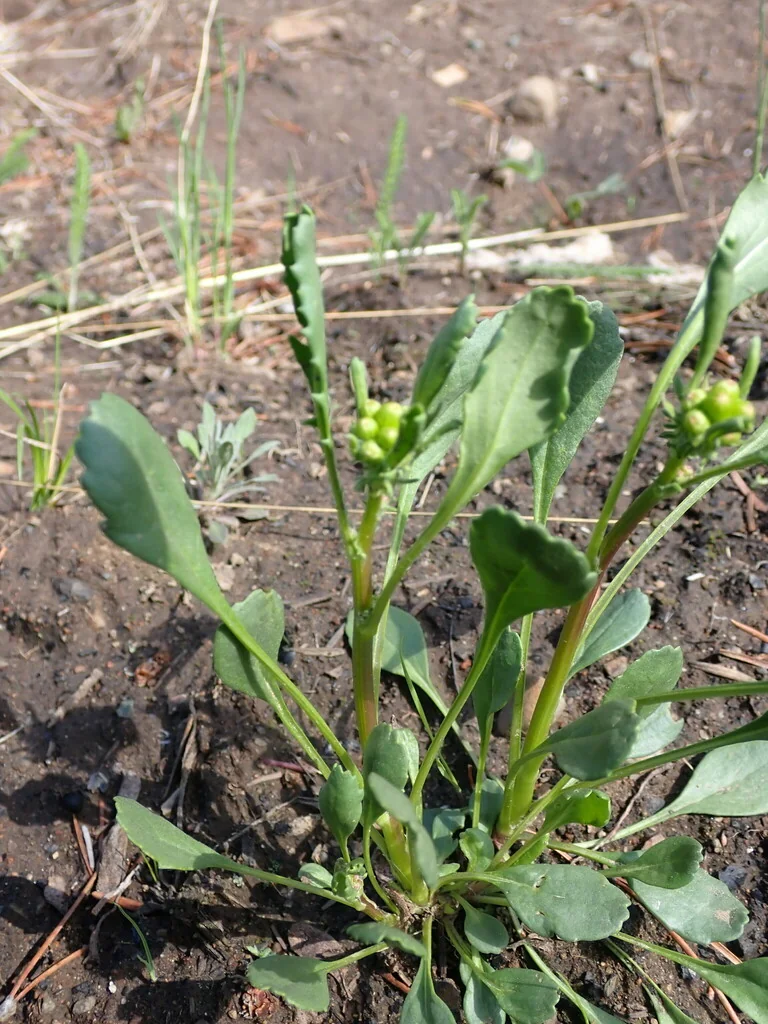 Senecio Fulgens
