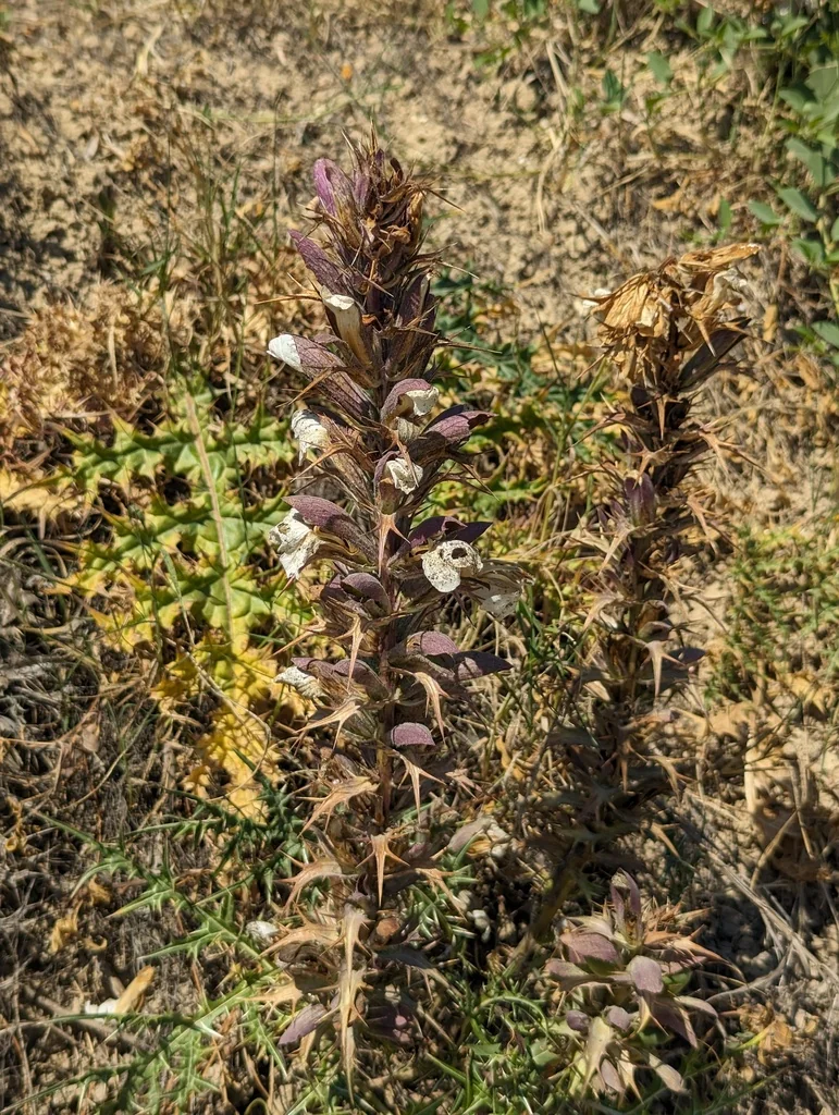 Acanthus Spinosus