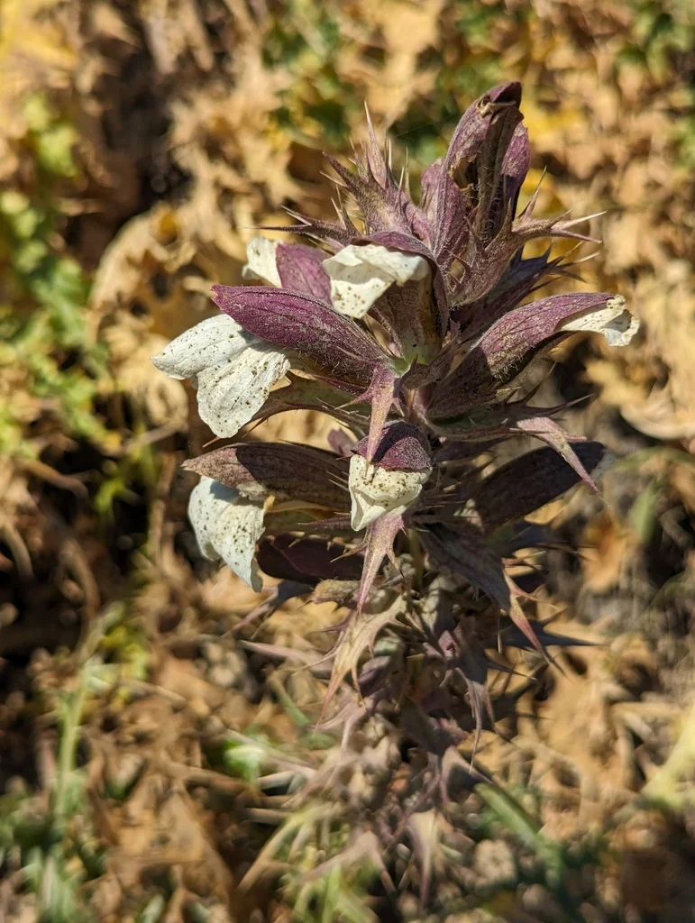 Acanthus Spinosus