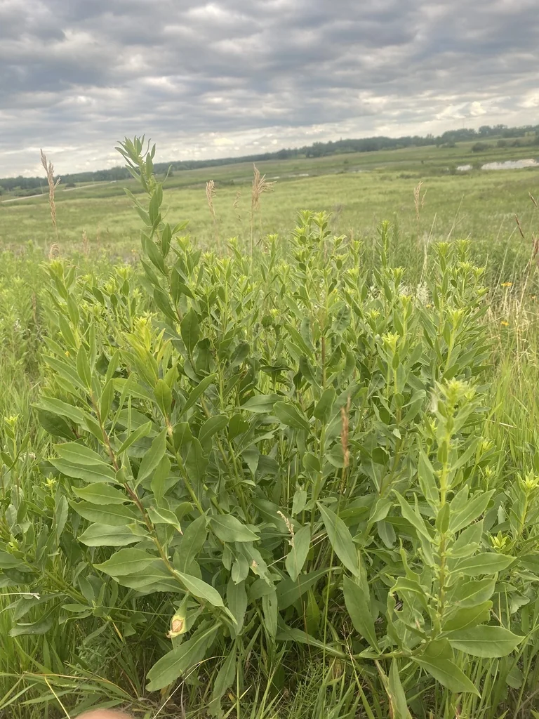 Solidago Speciosa