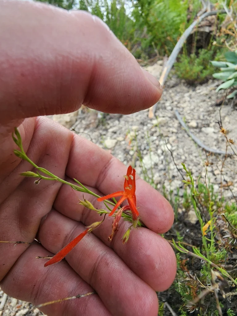 Penstemon Pinifolius