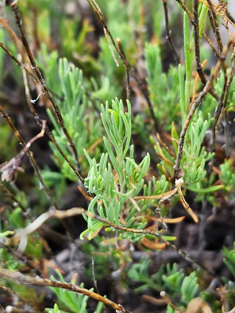 Penstemon Pinifolius