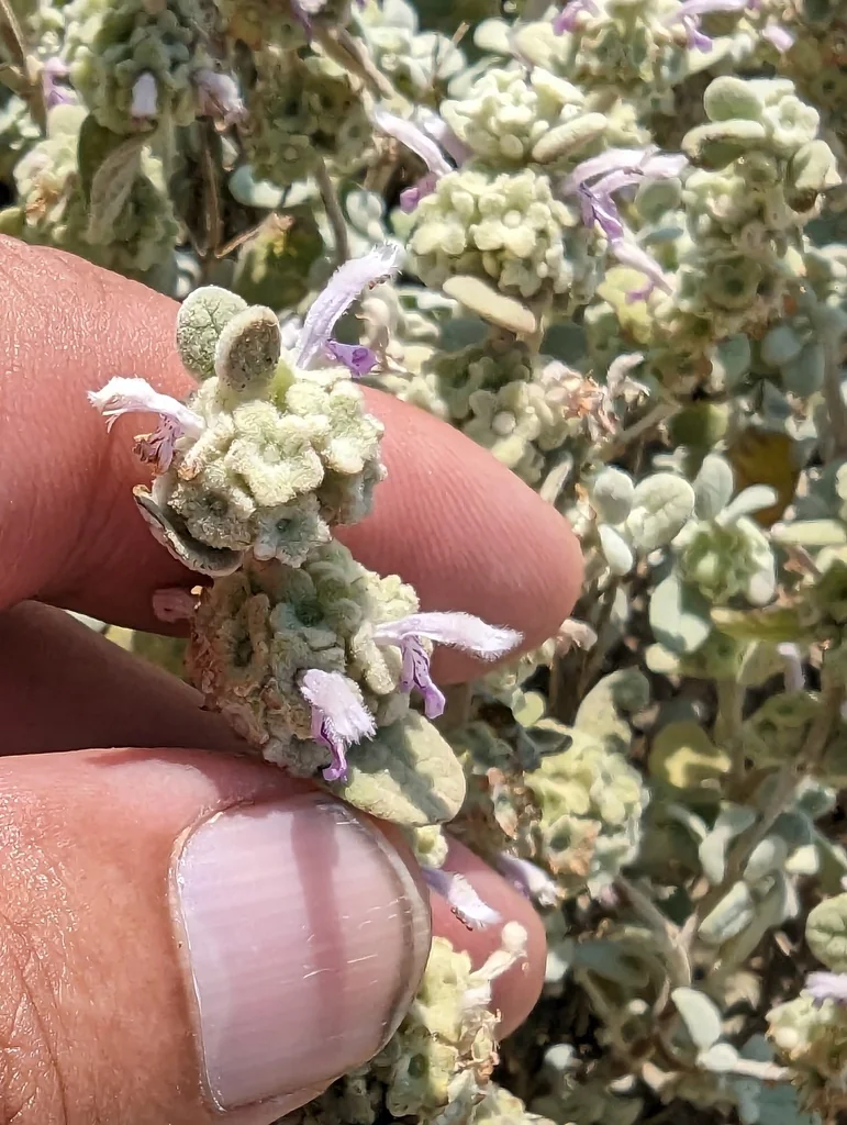 Ballota pseudodictamnus