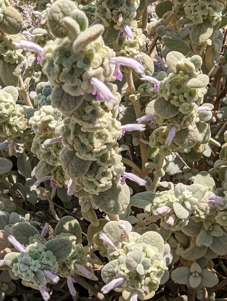 Ballota pseudodictamnus