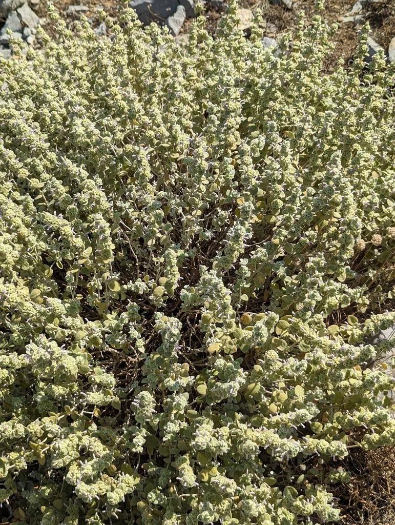 Ballota pseudodictamnus
