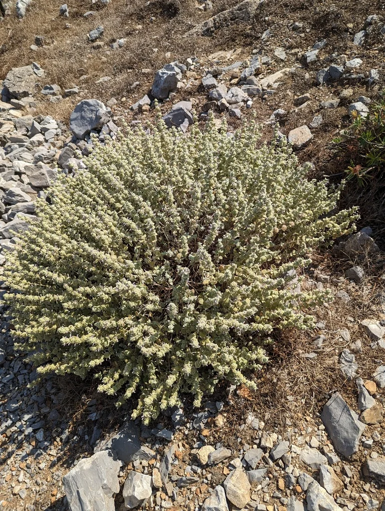 Ballota pseudodictamnus
