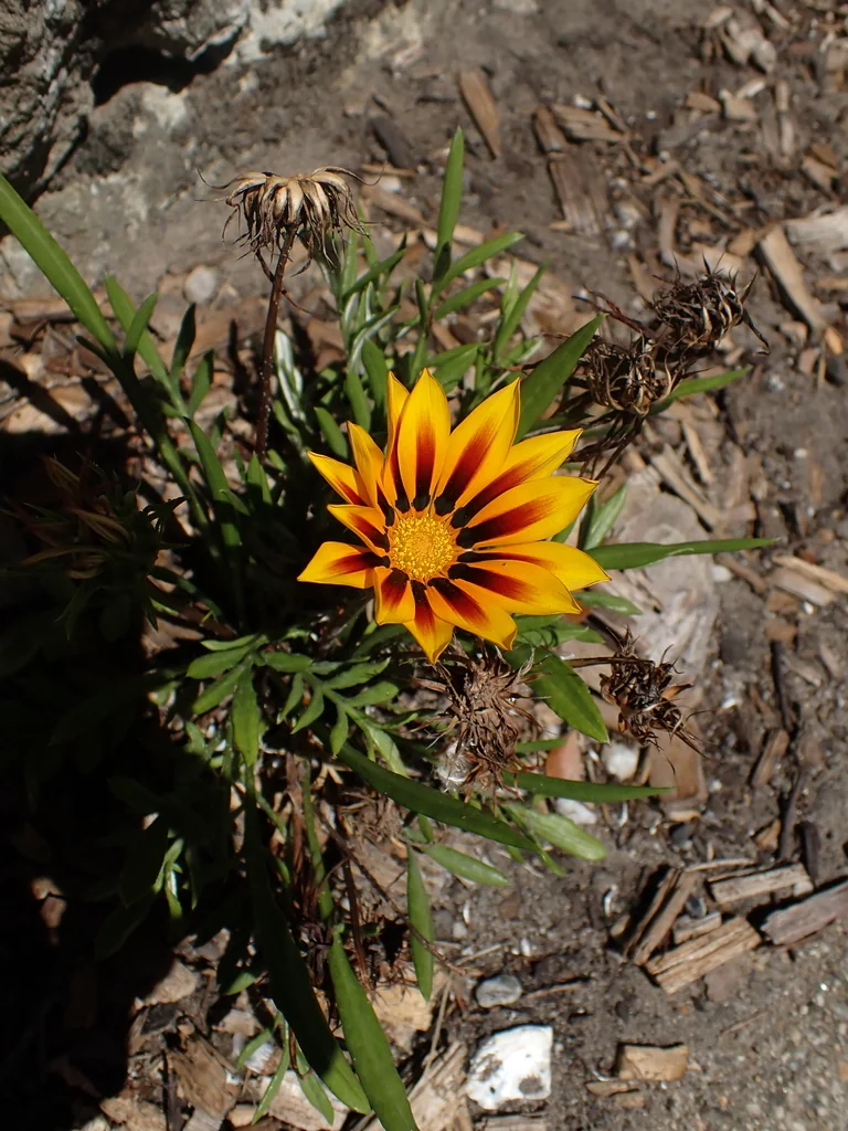 Gazania Rigens