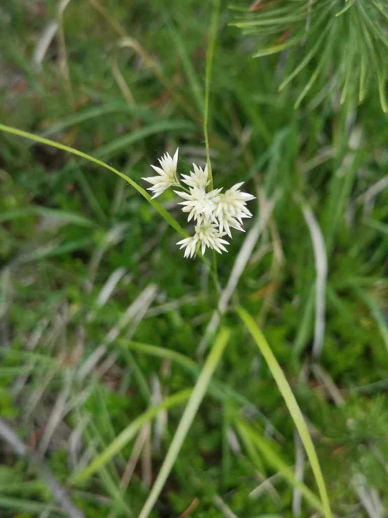 Luzula Nivea