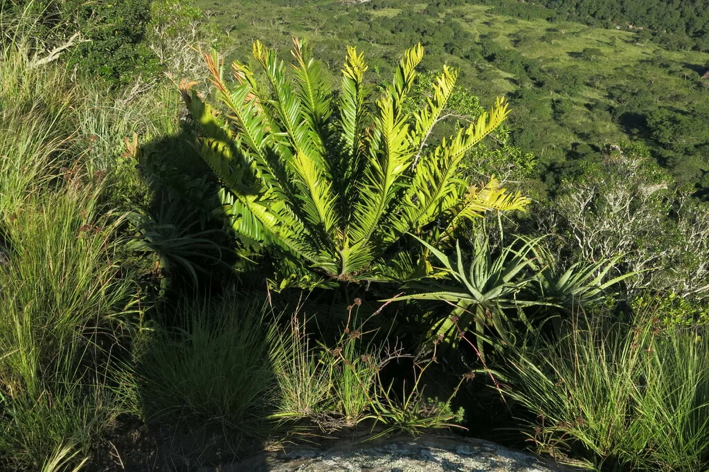 Encephalartos Natalensis