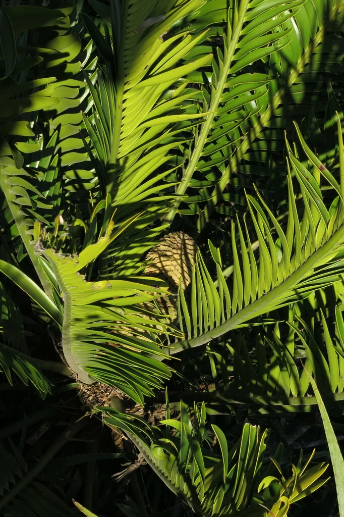 Encephalartos Natalensis
