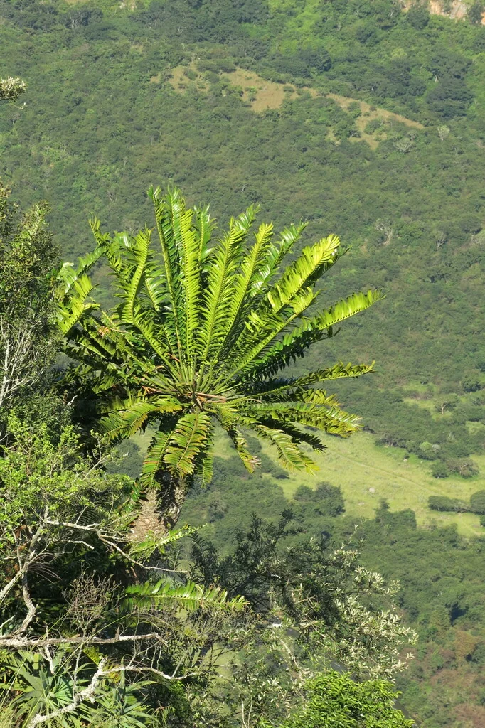 Encephalartos Natalensis