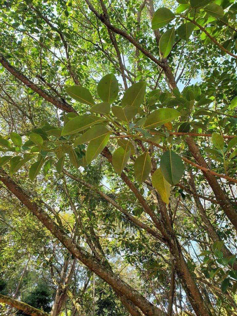Ficus elastica