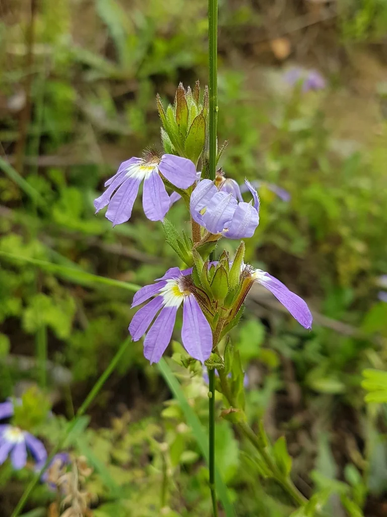 Scaevola aemula
