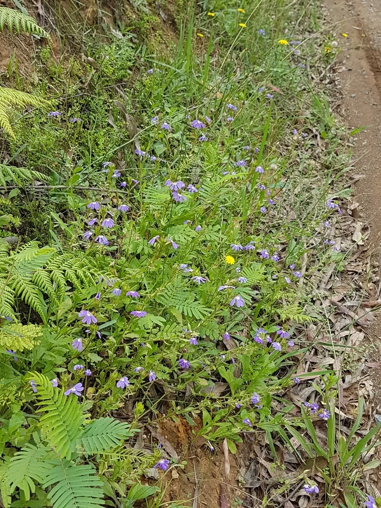 Scaevola aemula