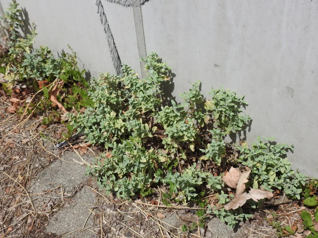 Nepeta faassenii