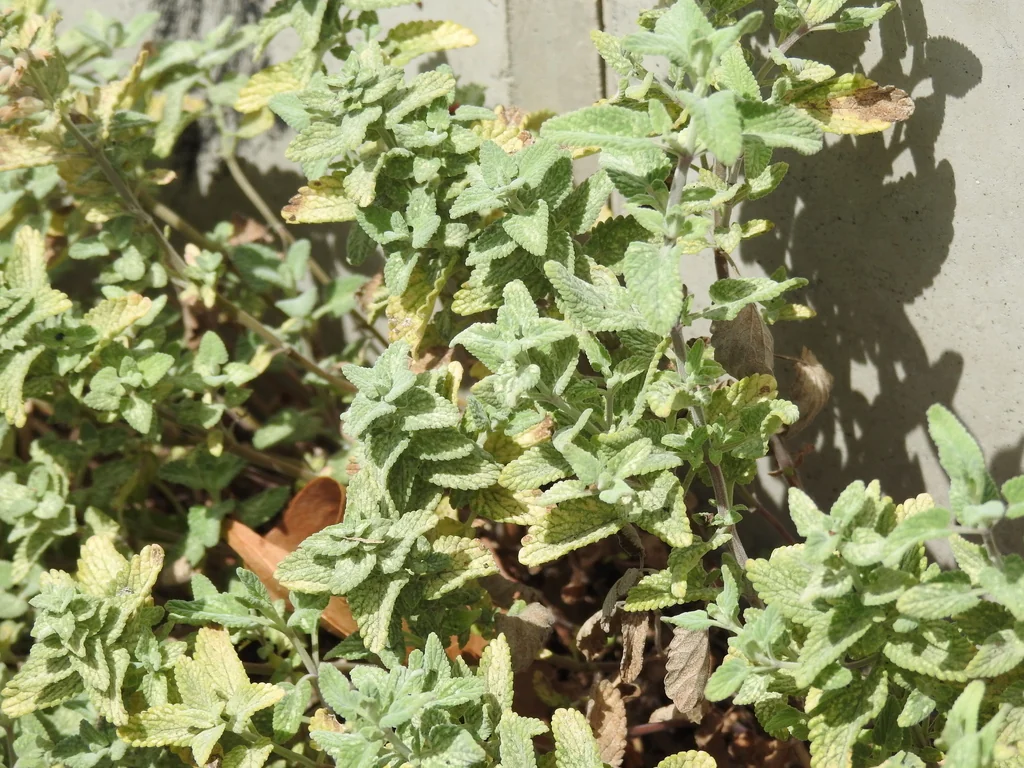 Nepeta X Faassenii