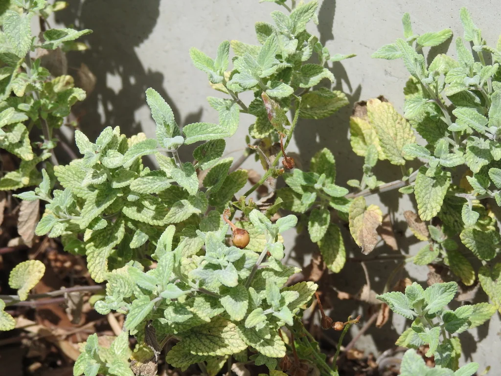Nepeta faassenii