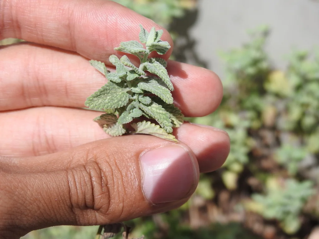 Nepeta faassenii