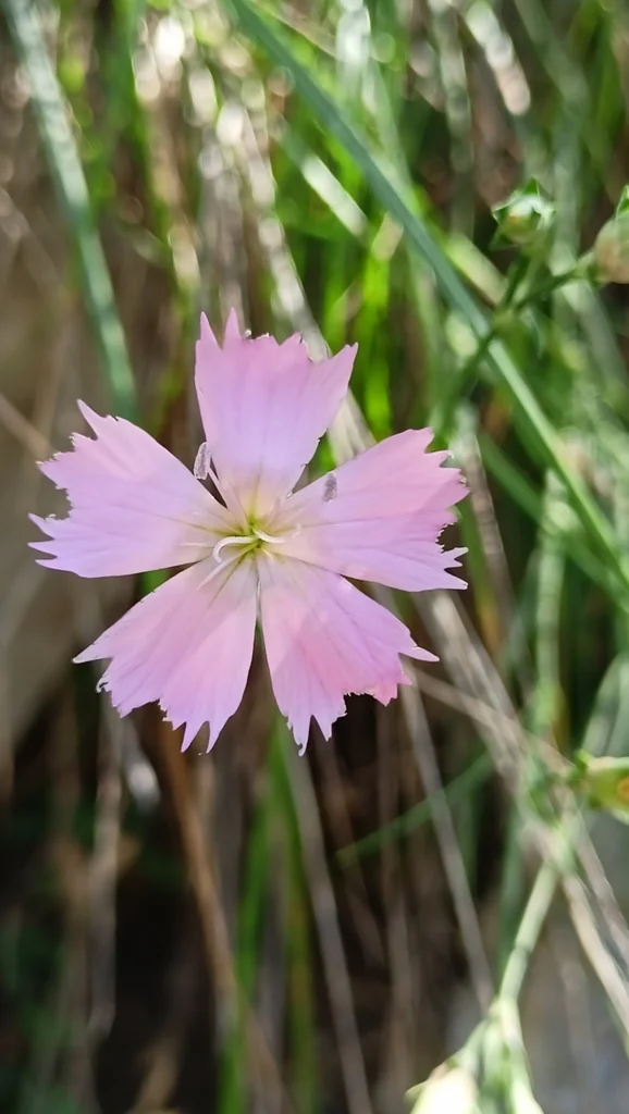 Dianthus Caryophyllus