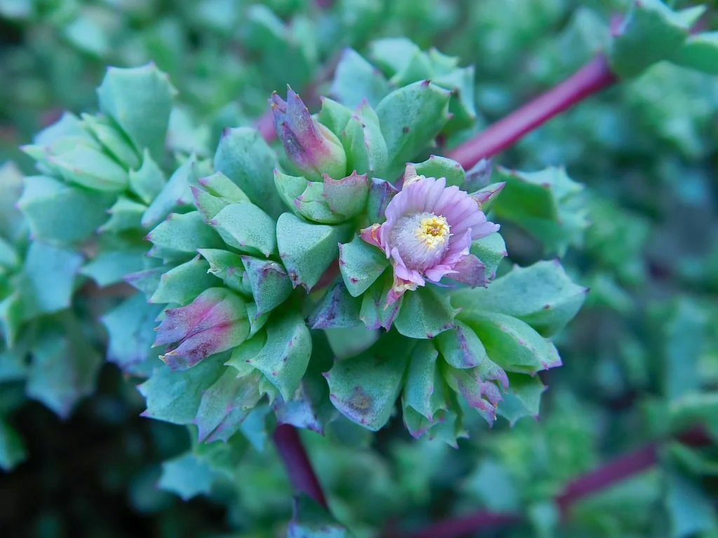 Oscularia Deltoides