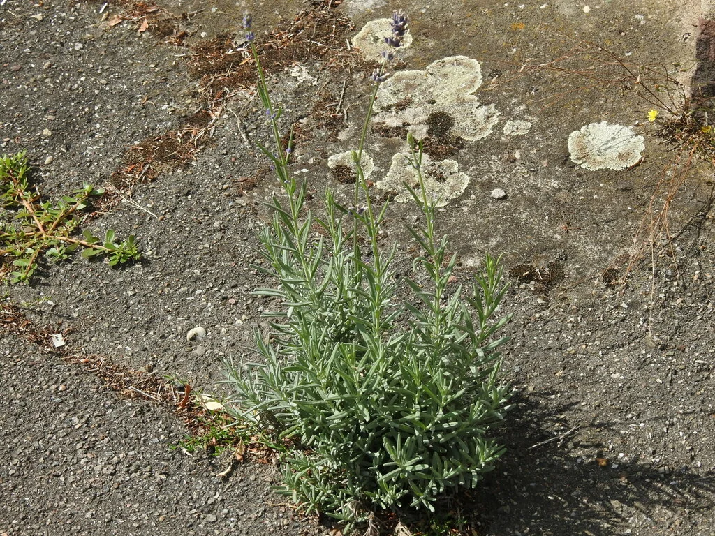 Lavandula angustifolia