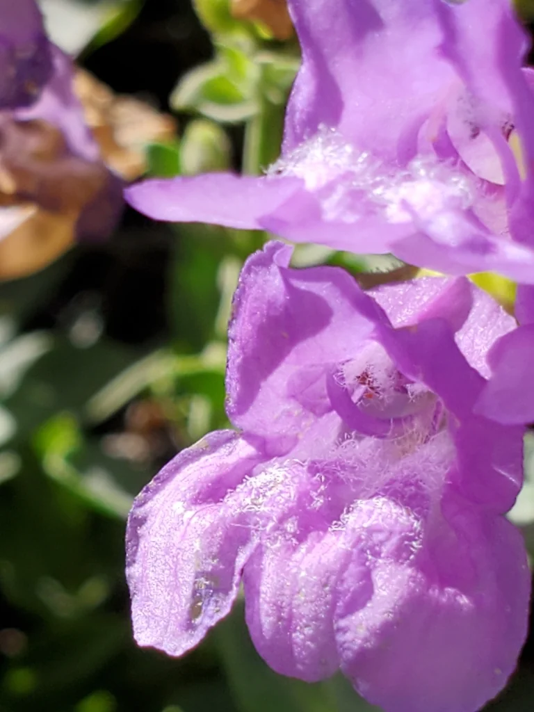 Penstemon Cardwellii