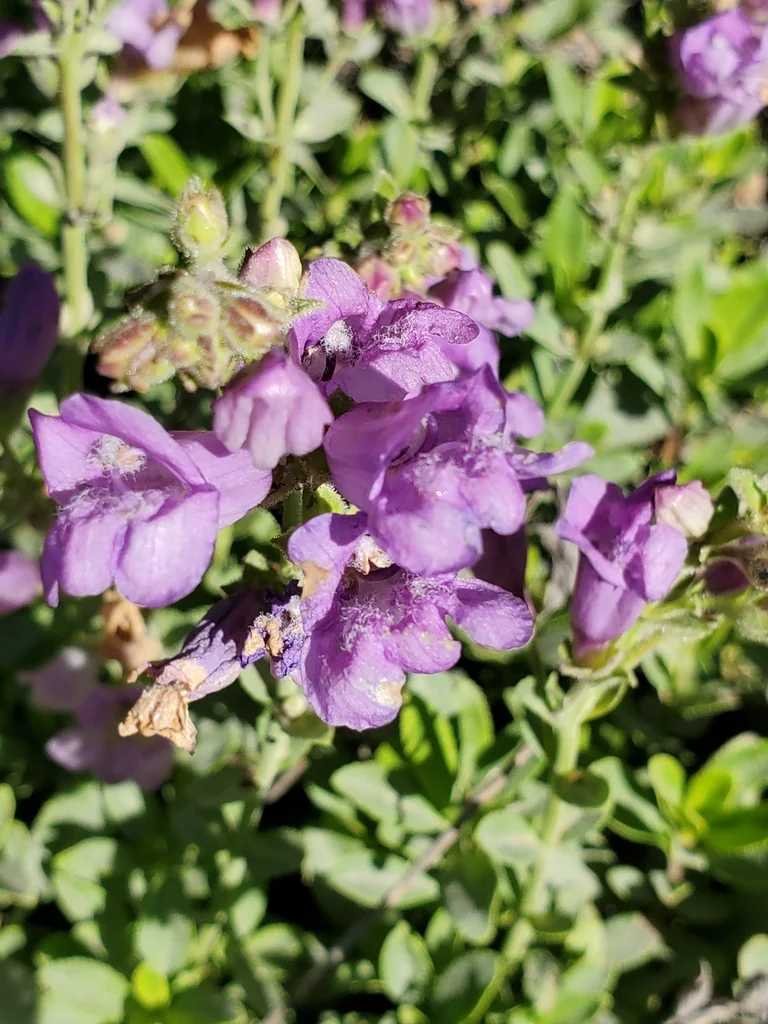 Penstemon Cardwellii