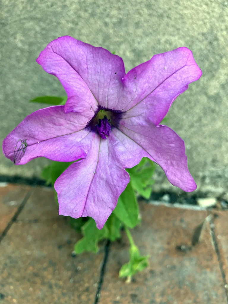 Petunia X Hybrida