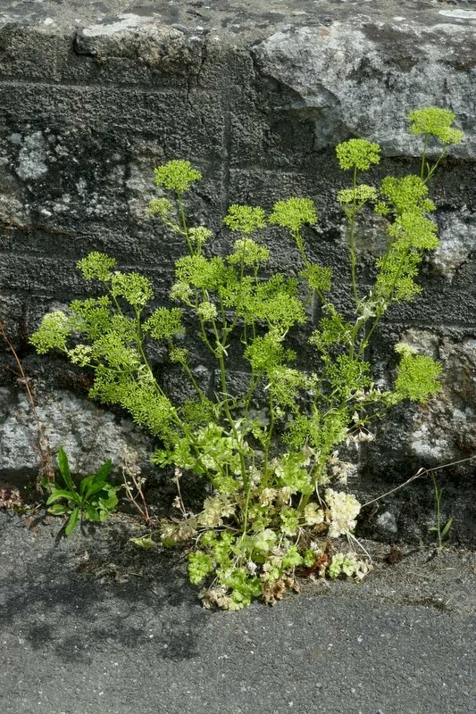 Petroselinum Crispum