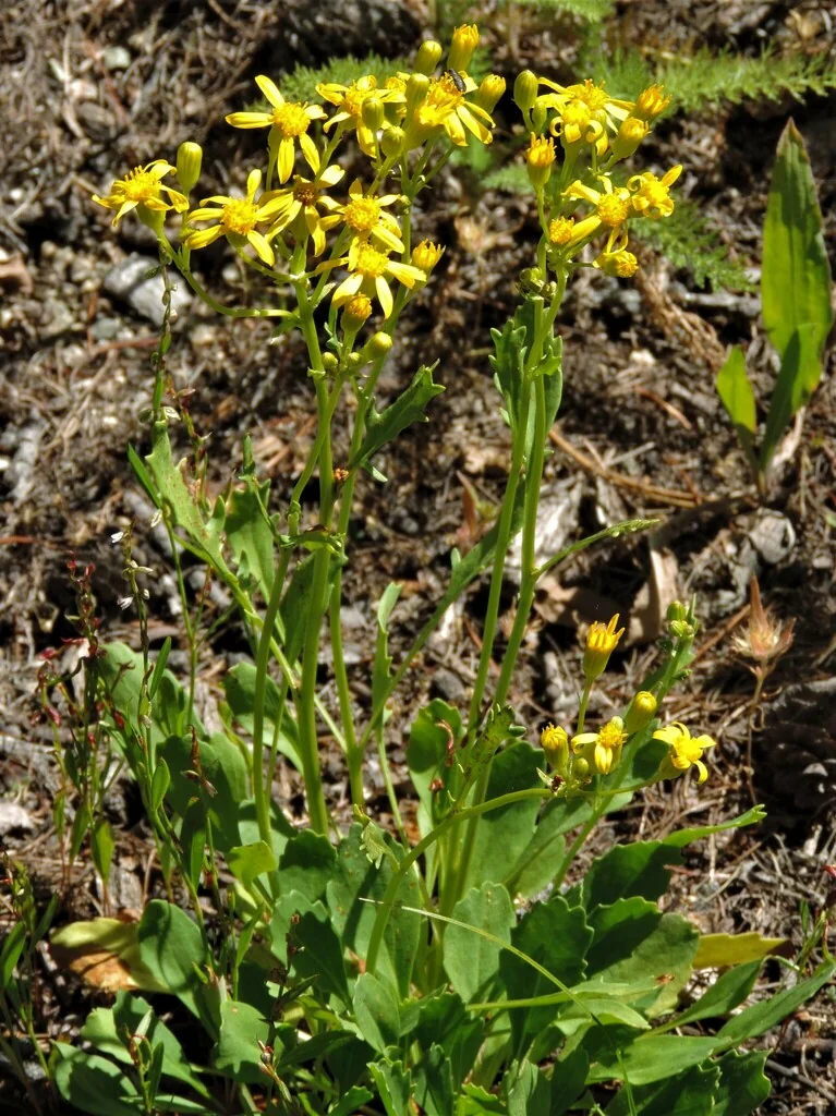 Senecio Fulgens