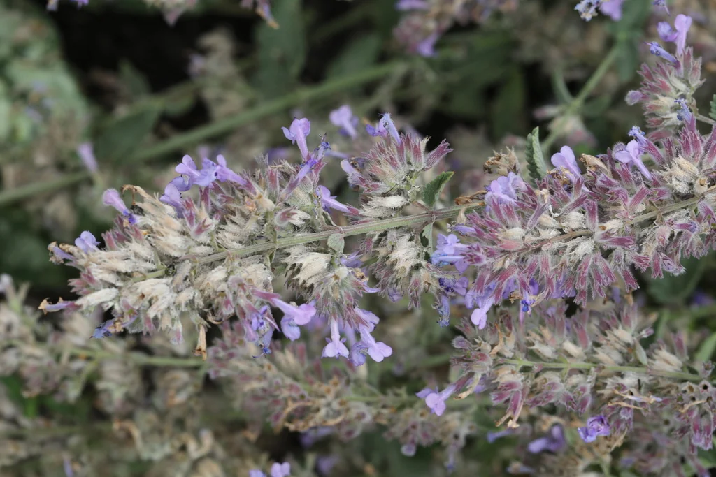 Nepeta X Faassenii
