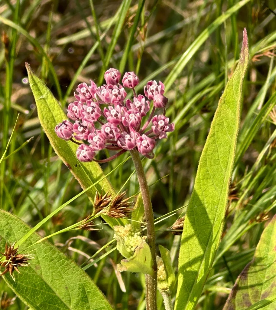 Asclepias Incarnata Pulchra