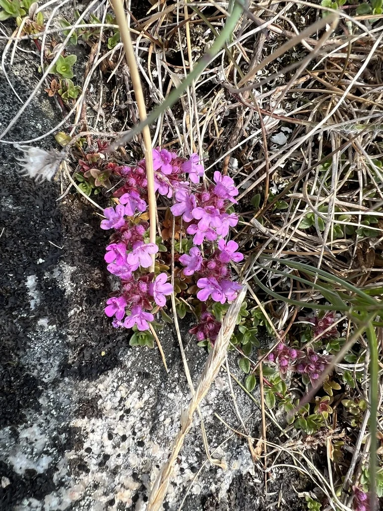 Thymus Praecox Arcticus