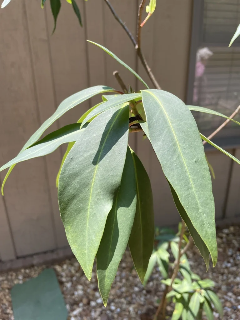 Illicium Floridanum