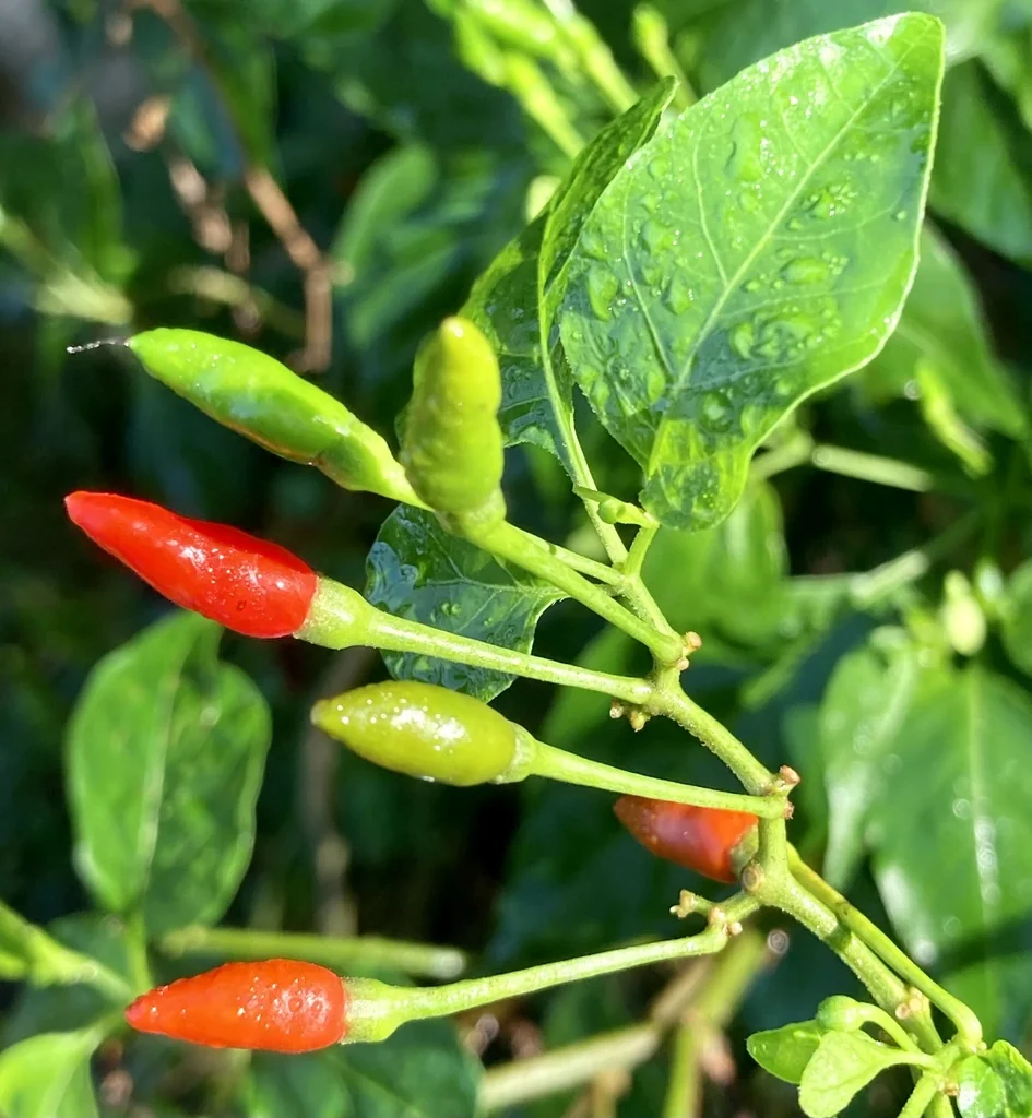 Capsicum Frutescens