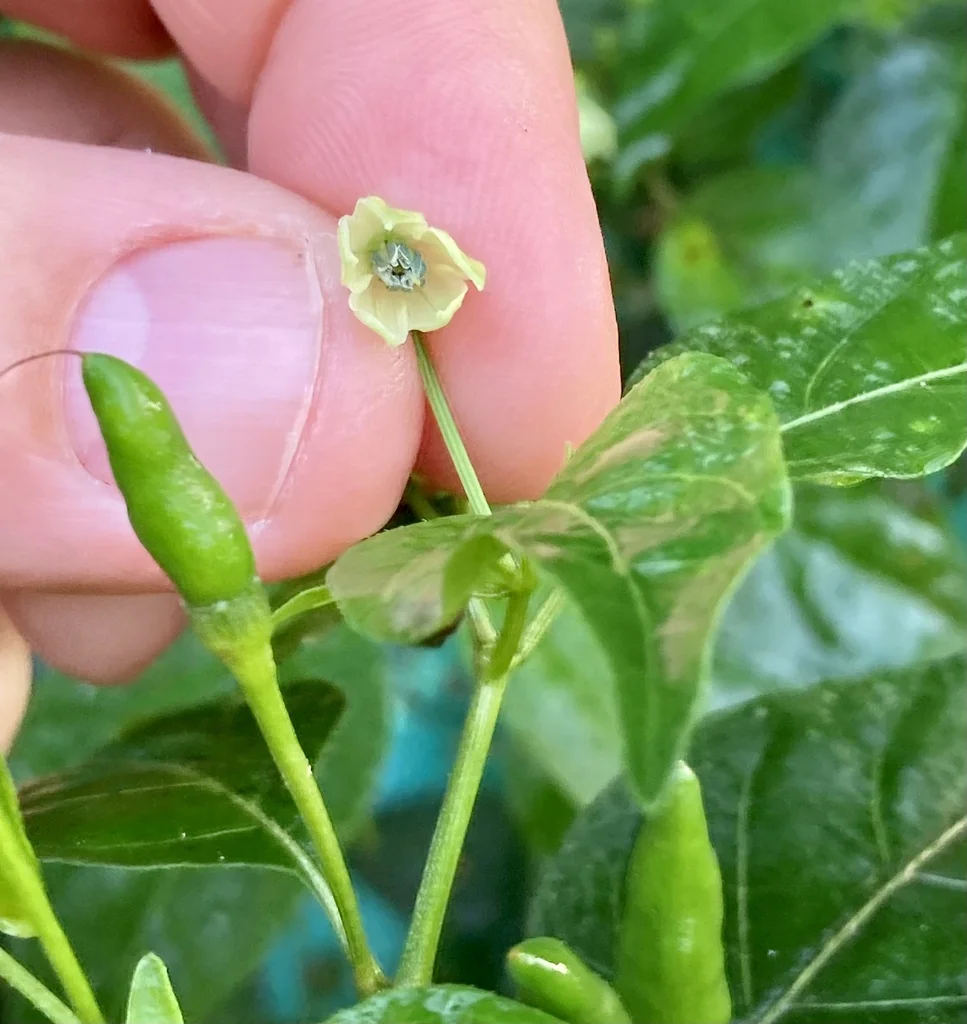 Capsicum Frutescens