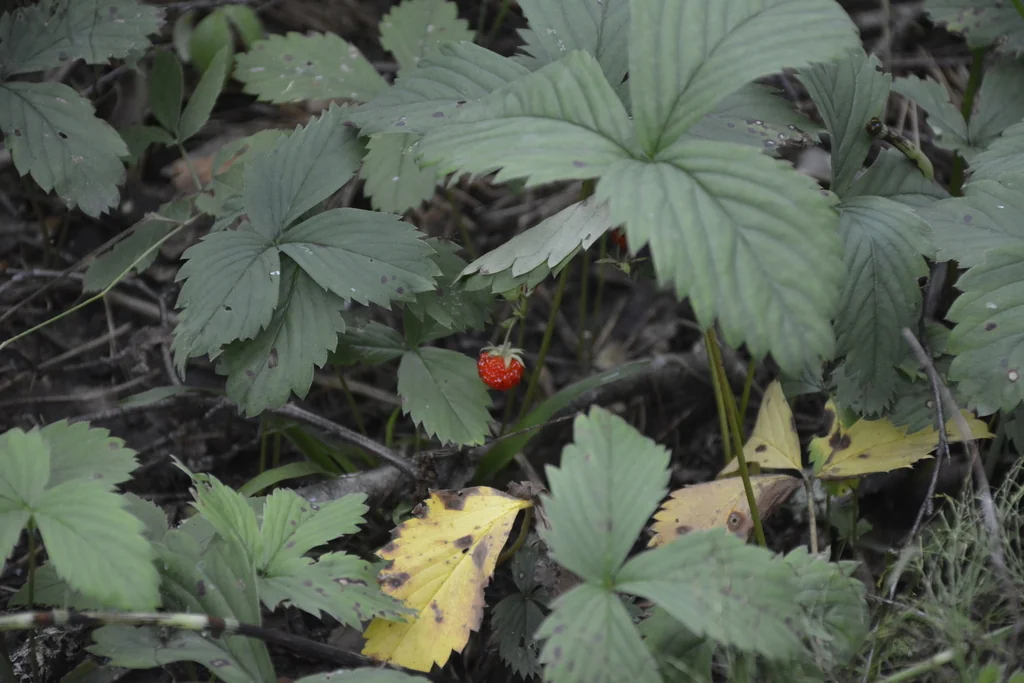 Fragaria ananassa