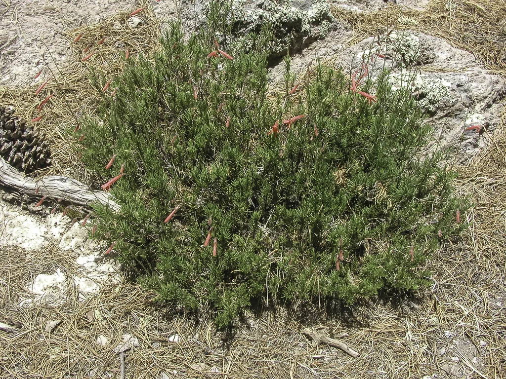 Penstemon Pinifolius