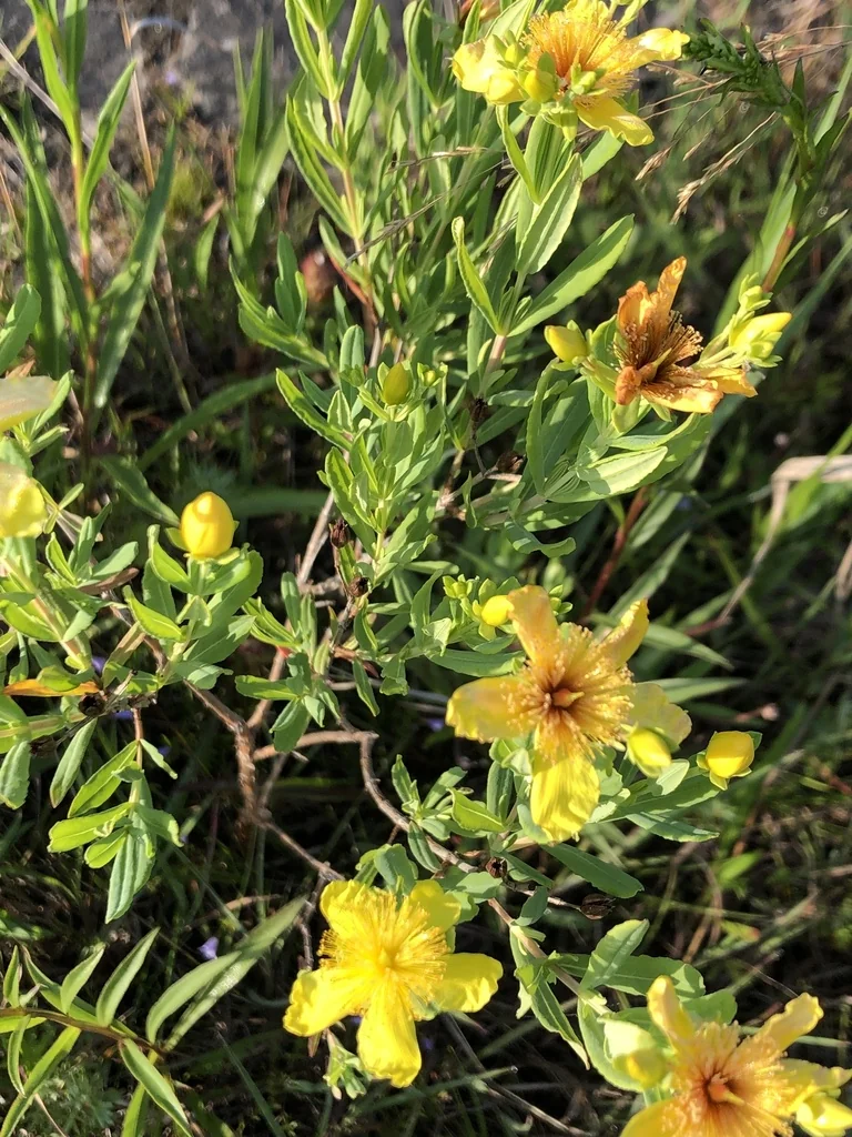Hypericum Kalmianum