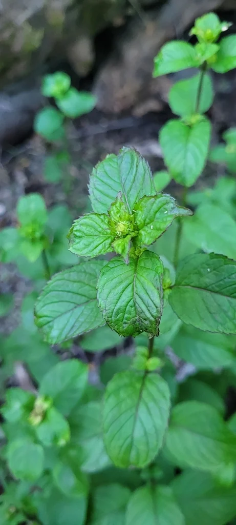 Mentha X Piperita
