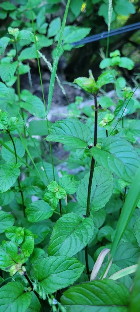 Mentha X Piperita