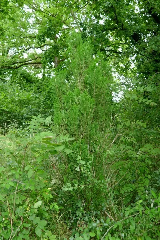 Platycladus Orientalis