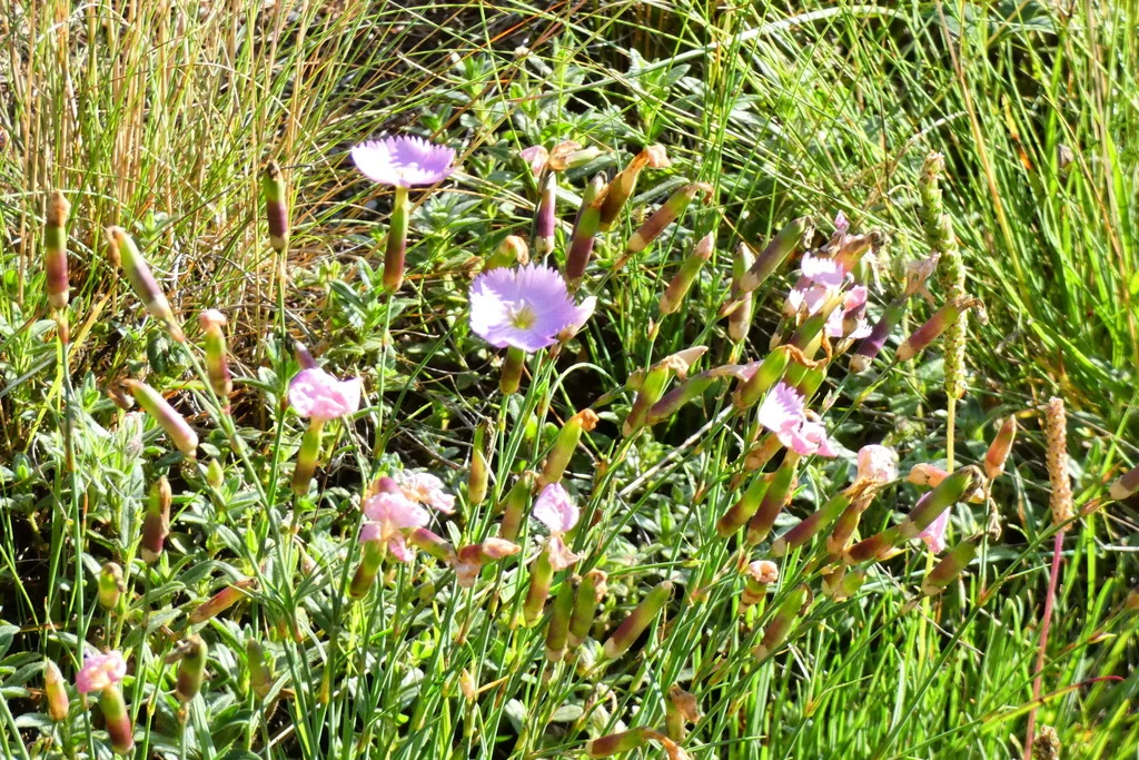 Dianthus Caryophyllus