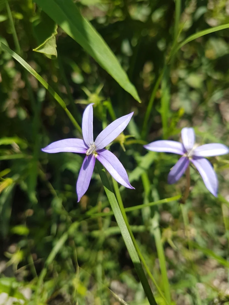 Isotoma axillaris