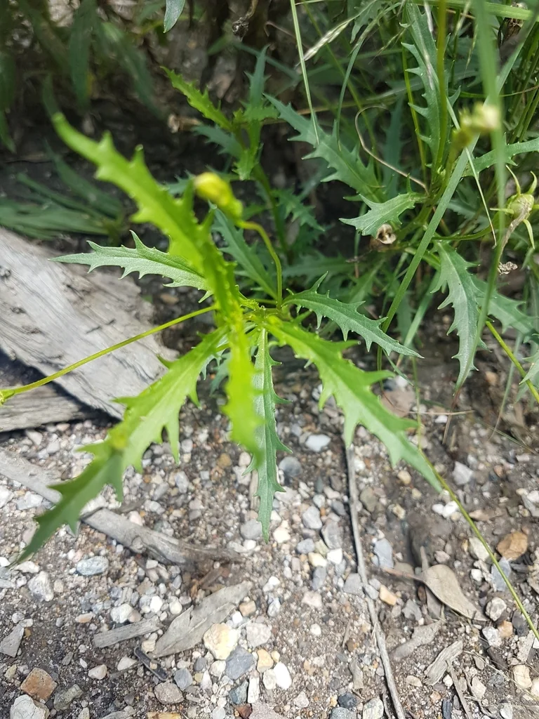 Isotoma axillaris