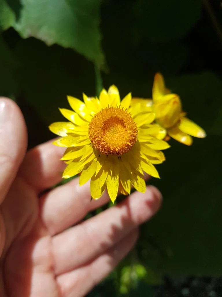 Bracteantha Bracteata