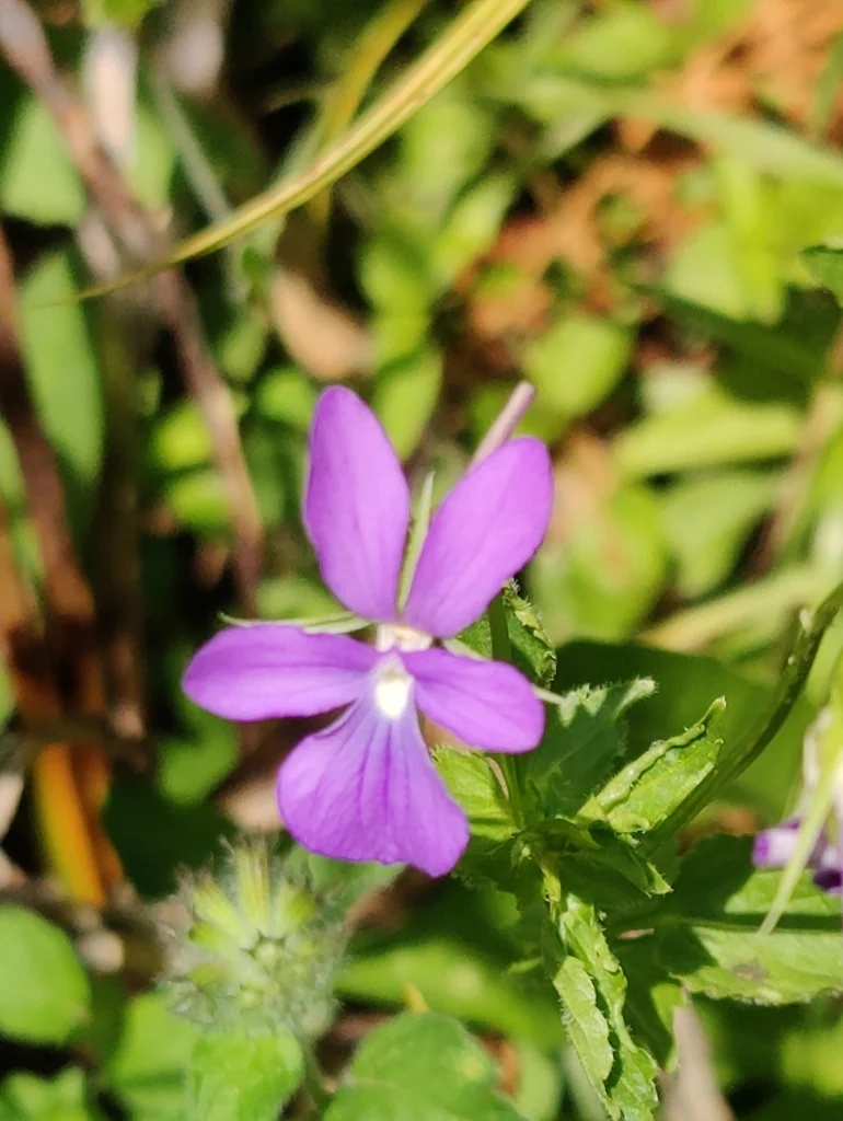 Viola Cornuta