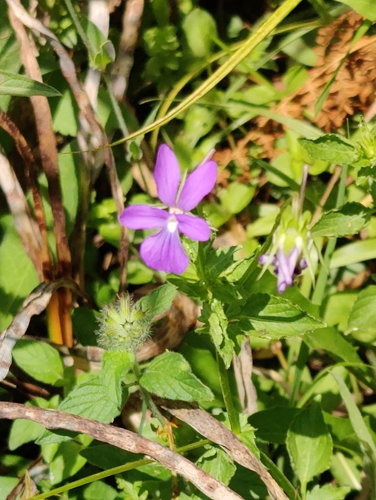 Viola Cornuta