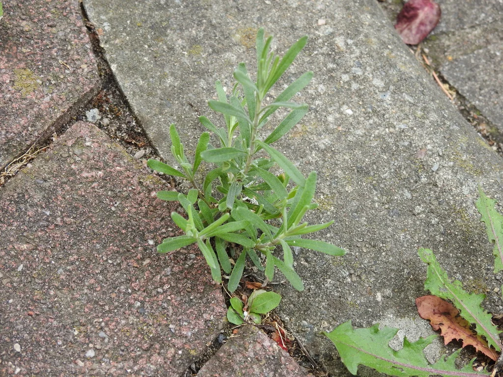 Lavandula angustifolia