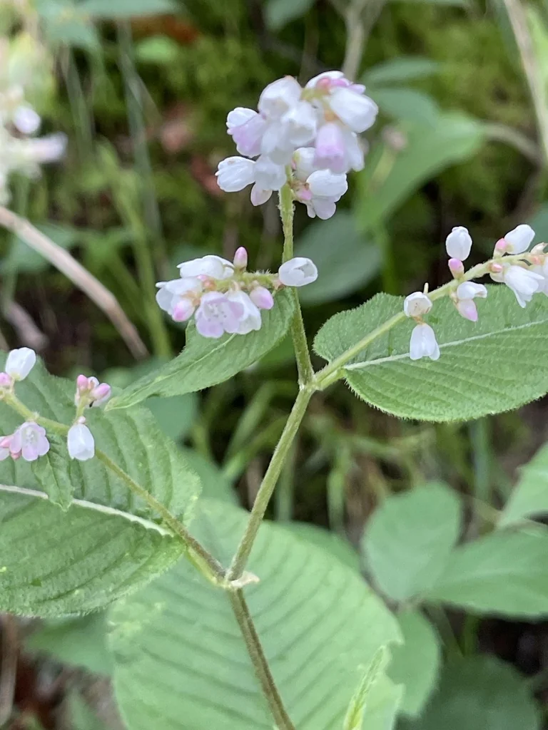 Persicaria Campanulata